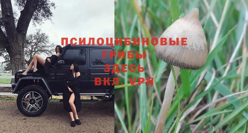 хочу наркоту  Кохма  Галлюциногенные грибы Psilocybe 